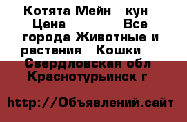 Котята Мейн - кун › Цена ­ 19 000 - Все города Животные и растения » Кошки   . Свердловская обл.,Краснотурьинск г.